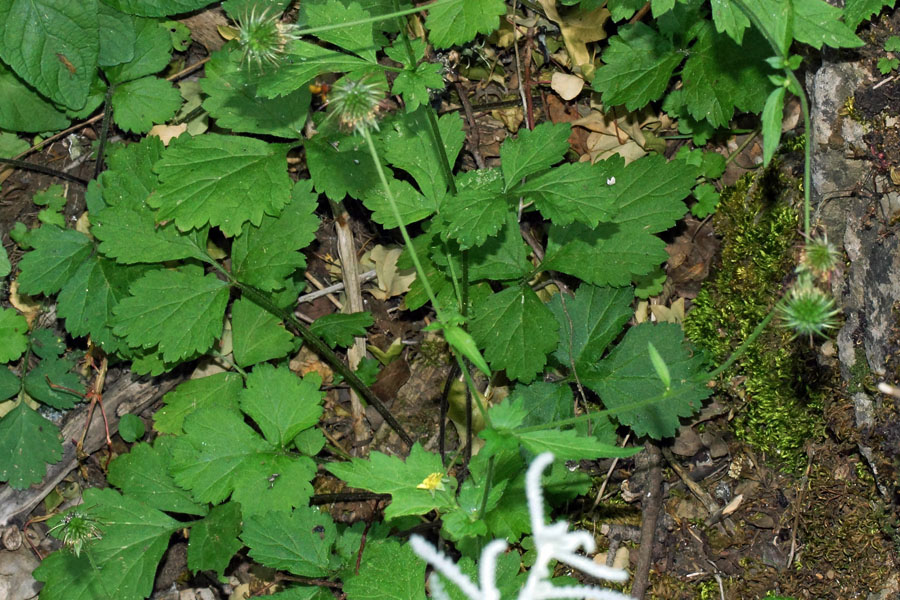 Geum urbanum